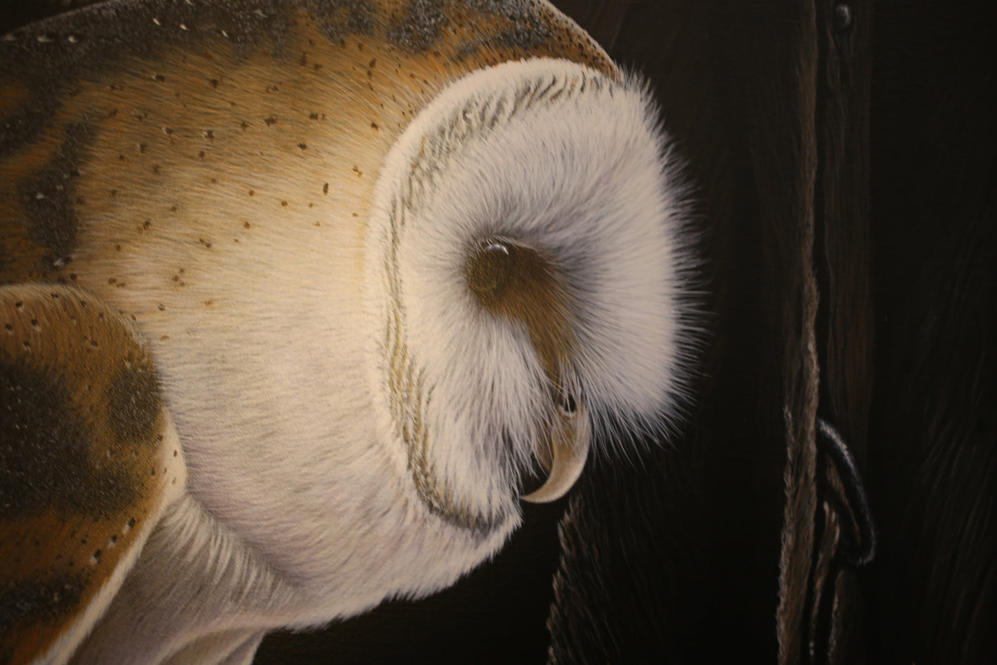 Barn Owl by Dean Walker - Exceptional detail, exquisite use of acrylic paints.