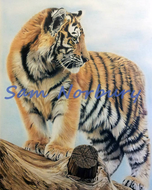 The Observer by Samantha Norbury who loves to use pencil to create her artwork both in colour and graphite with her largest pieces taking 60 hours plus to create!