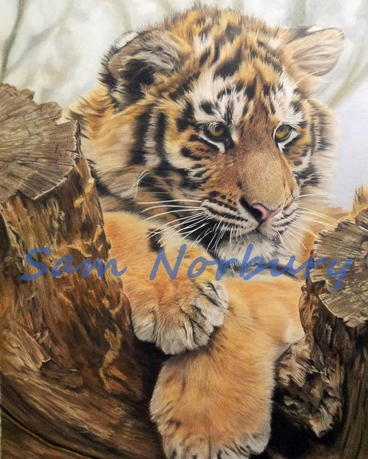 Paws for thought by Sam Norbury - Devon born and raised artist Samantha Norbury is an artist who specializes in animal and human portraiture.