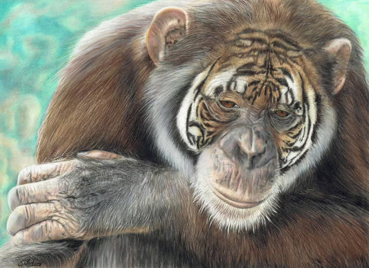 What If No1# by Sam Norbury, Chimpazee with tiger markings in pencil