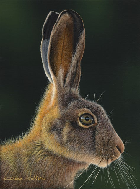 Hare by Dean Walker - The focus is on the hare's head and upper body, capturing its detailed fur, which is a mix of brown and gray tones.