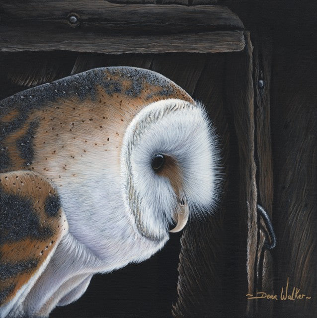 Barn Owl by Dean Walker - Exceptional detail, exquisite use of acrylic paints.