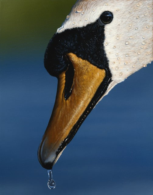 Swan by Dean Walker - The painting depicts a close-up of a swan's head, focusing on its beak and eye